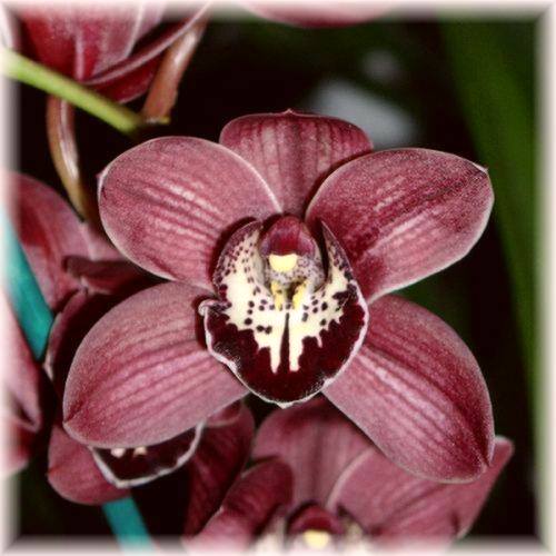 Orchide i Storczyki - s1.jpg