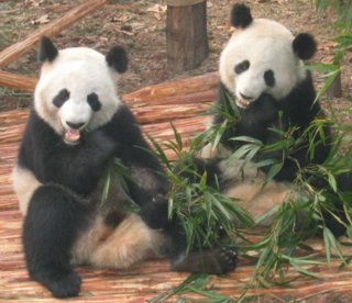 Pandas - 51.jpg