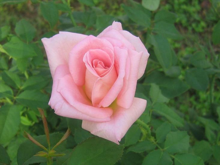 róże - Roses_34.jpg