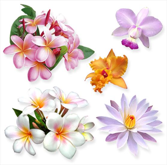 Kwiaty-szblony Flowers - templates - 1.jpg