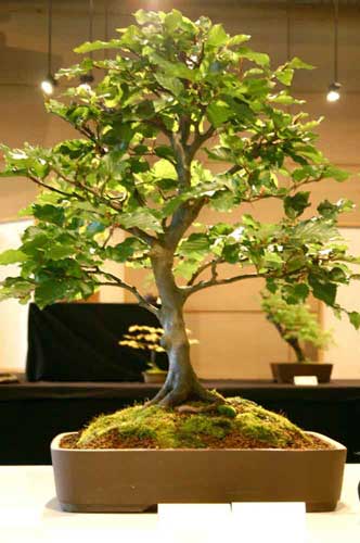 fotki - bonsai_91.jpg