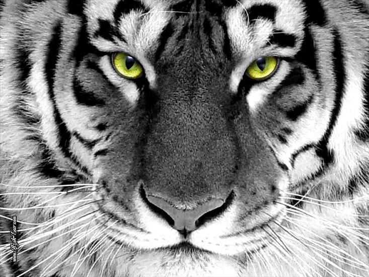 tygrysy - tygr.jpg