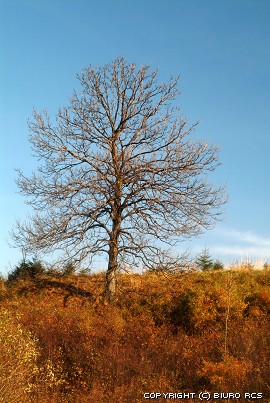 Drzewa 2 - pac 15.jpg
