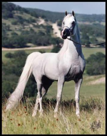 Konie FOTKI - Arab 0,4.jpg