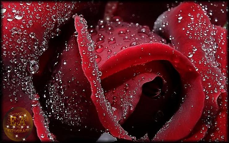 SZABLON - gurbetruzgari__red rose_flowers_cicekler_gl resimleri_1.jpg