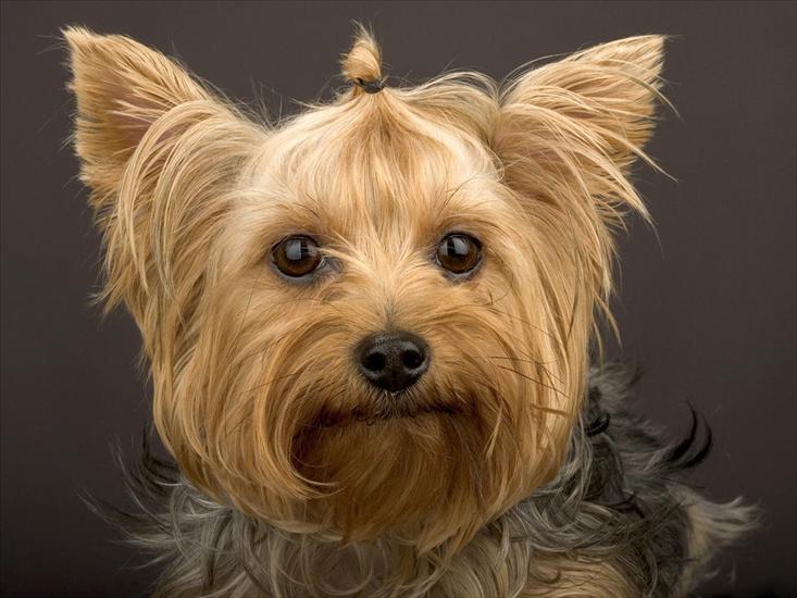 Tapety - Pieski - Yorkshire Terrier.jpg