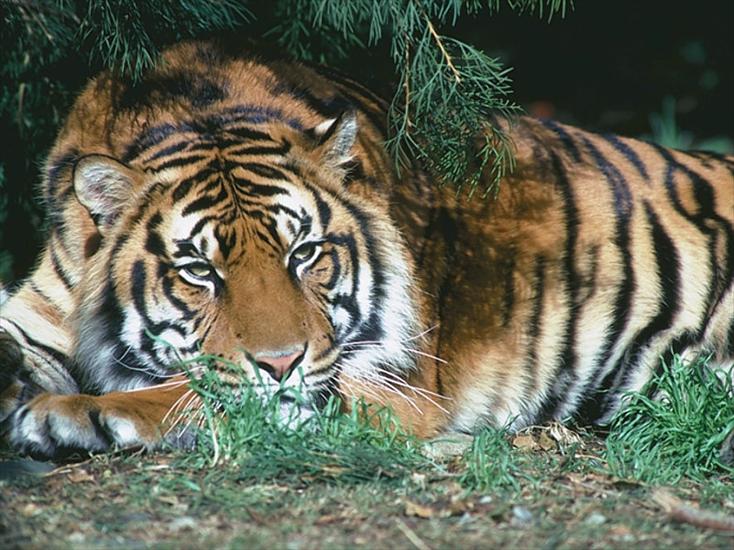Przyroda - tiger.jpg