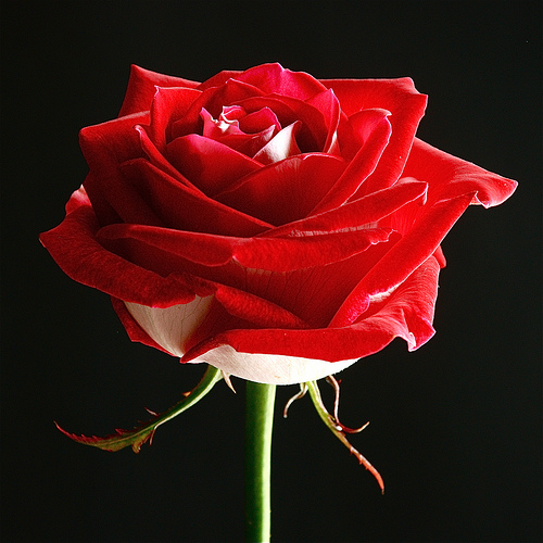 róże czerwone - 14199522.jpg
