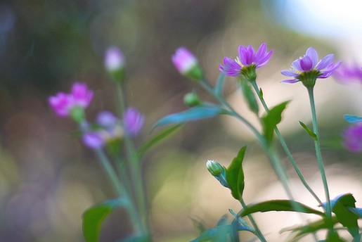 Stokrotki margaretki - small purple daisies.jpg