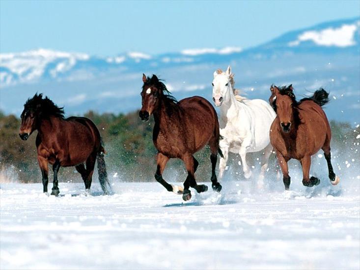 Zwierzęta - konie 96.jpg