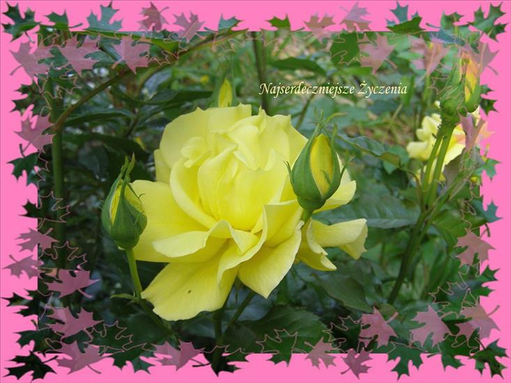 Kwiaty - różowa ramka z różą i napis.JPG