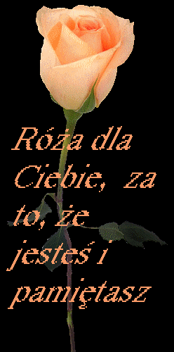 DLA CIEBIE - róża 12 dla Ciebie.gif