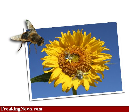 TAPETKI  W 4D - Sunflower-Bees--37203.jpg