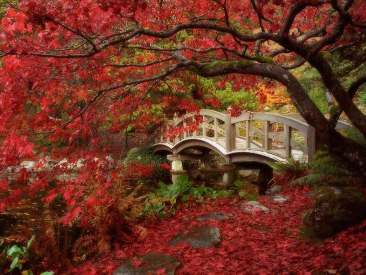 zdj, obrazy FREE - Japanese Garden, Royal Roads University, British Columbia.jpg