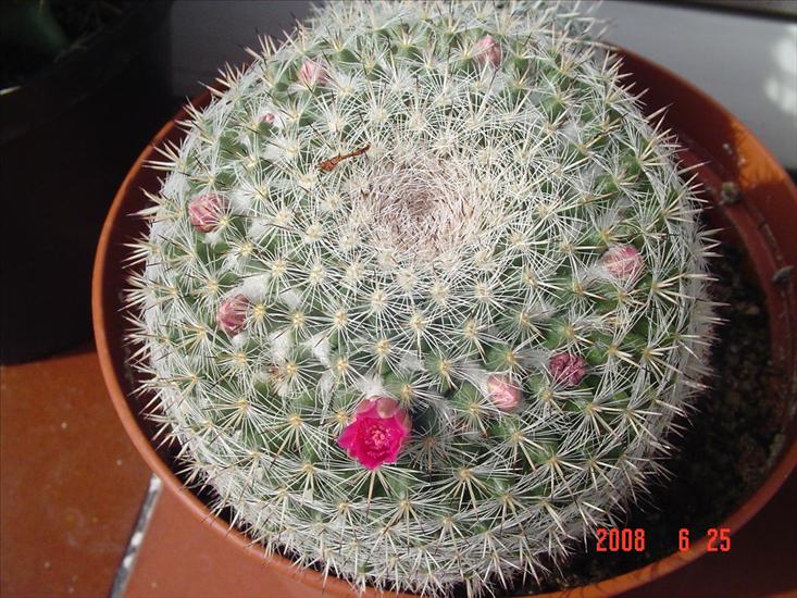 moje kaktusy - foto 092.jpg
