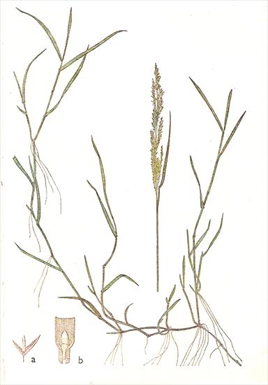 Trawy - Mietlica rozłogowa - Agrostis stolonifera.jpg