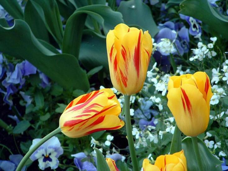 Tulipany - tulipany 125.jpg