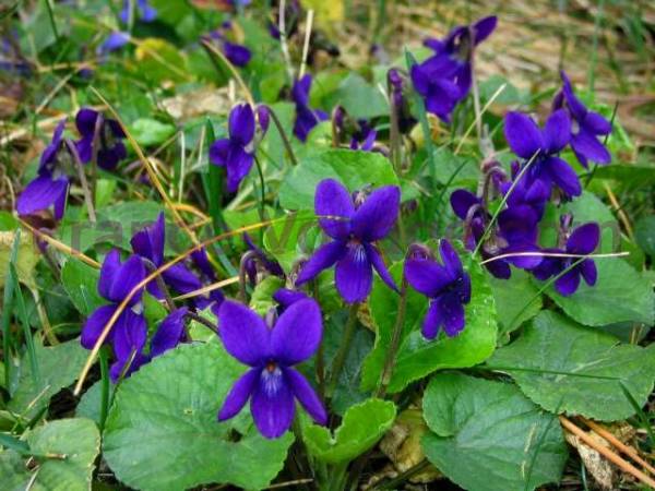 Kwiaty - violette-tourrettes-sur-loup-1.jpg