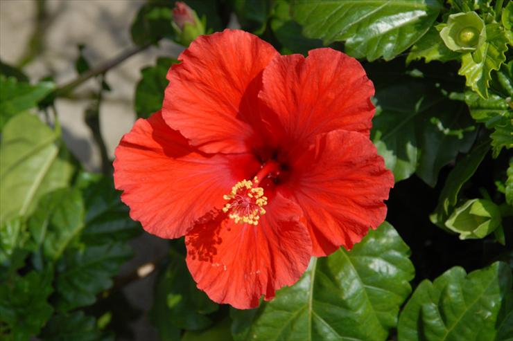 hawajskie - flowers-14-25.jpg