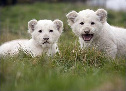 koty duze - albinosy.aspx