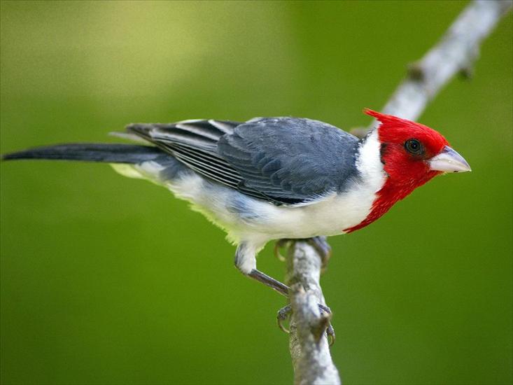 Ptaki birds - Red-Crested Cardinal, Pantanal, Brazil.jpg