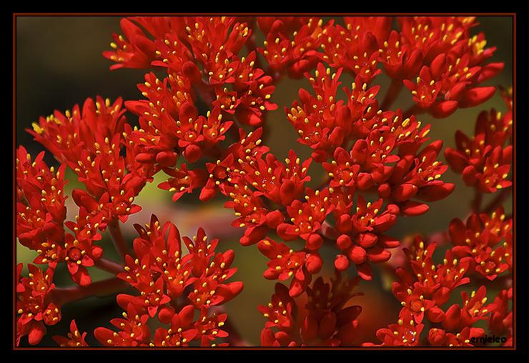 Różne - Red_Flowers_by_ernieleo.jpg