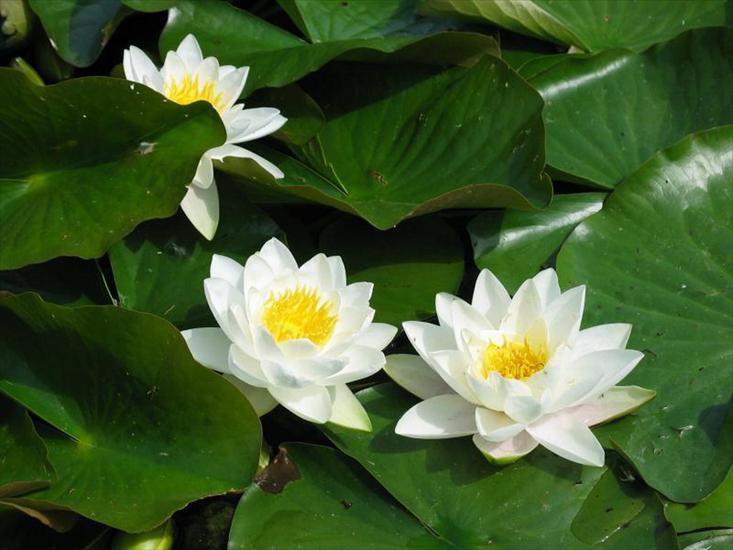 Nenufary-lilie wodne - kwiatki 129.jpg
