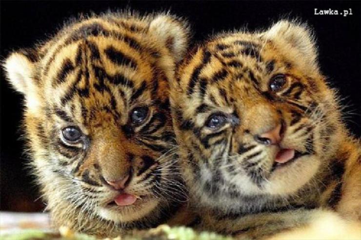 lwy i tygrysy - tygrysięta.jpg