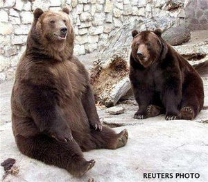Niedźwiedź brunatny - bears.jpg
