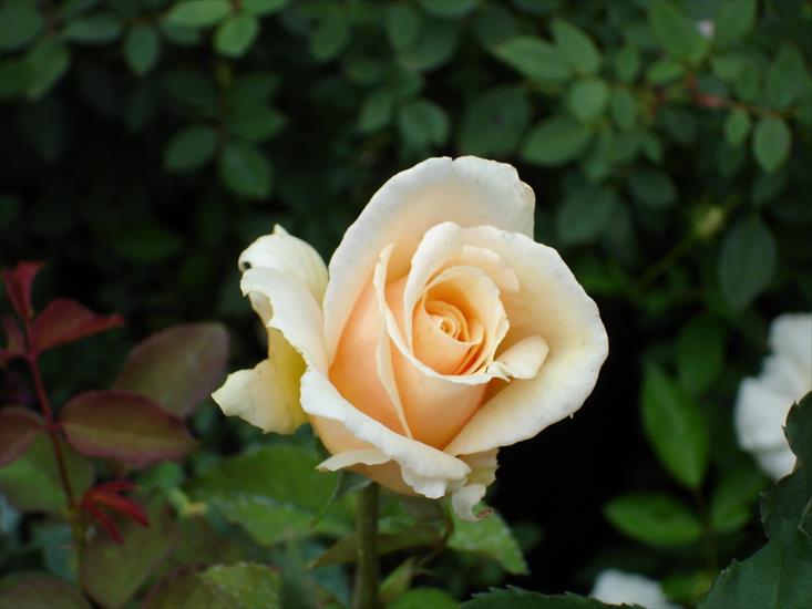 tylko róże - Rose-106.jpg