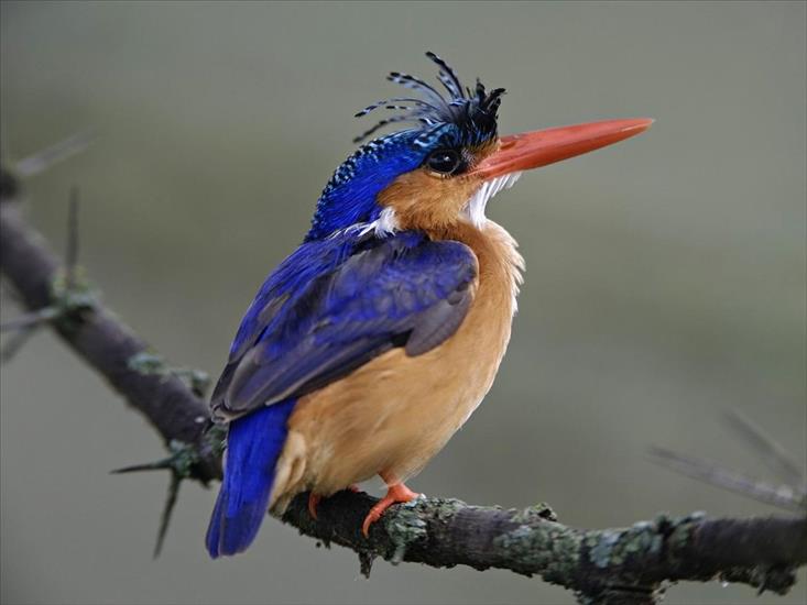 Ptaki birds - Malachite Kingfisher, Lake Nakuru National Park, Kenya.jpg