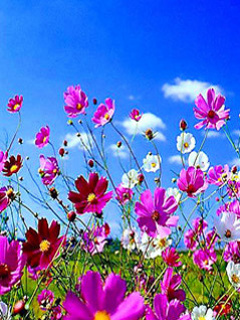 Kwiaty - Nature.jpg