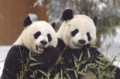 Pandas - 20.jpg