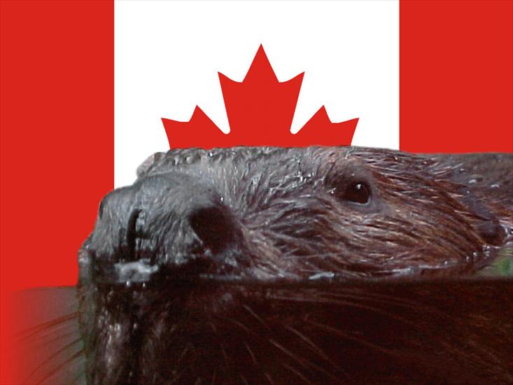 CANADA-ALBERTA - canadian-flag-01 3.jpg