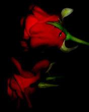 Róże - RedRoses39867.jpg
