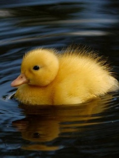 Zwierzęta - Duck.jpg