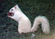 zwierzęta - White Squirrel.jpg