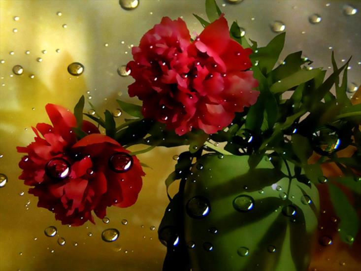 Tapety VII - red-flowers-still.jpg