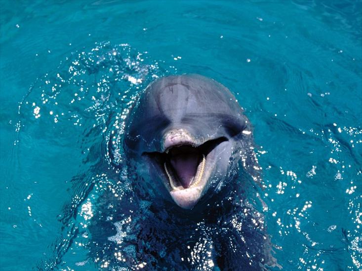 delfiny - zwierzeta154.jpg
