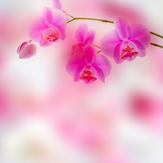 Wiosna - Orchidea.jpeg