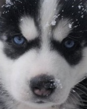 Zwierzaki - Snow_Dog.jpg