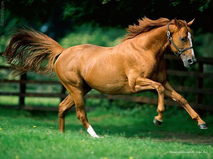 Zwierzęta - konie_14.jpg