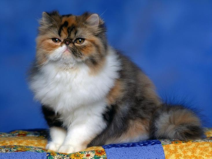 KOTY - Persian Calico Kitten.jpg