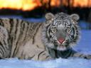 TAPETY ZWIERZETA - TN-white_tiger_cub.jpg