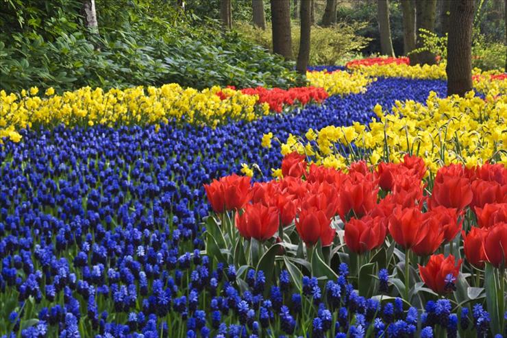 super fotki - Keukenhof Gardens, Lisse, Holland, The Netherlands.jpg
