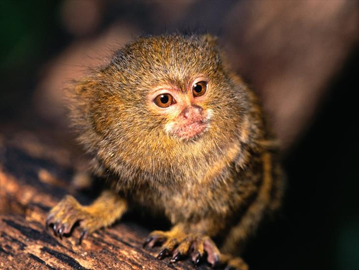 Tapety zwierzęta świat - Whats Going On Up Here_ Pygmy Marmoset.jpg