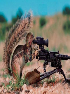ZABAWNE WIEWIÓRY - squirrel16.jpg