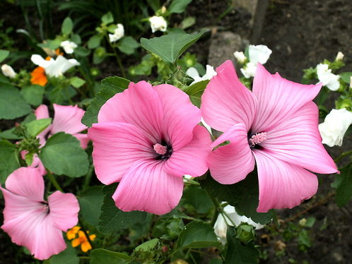 kwiaty mieszanka - image.php49.jpg