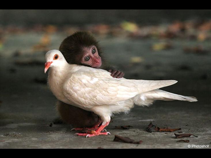 zwierzęta - małpka.jpg