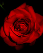 Róże - RedRose39866.jpg